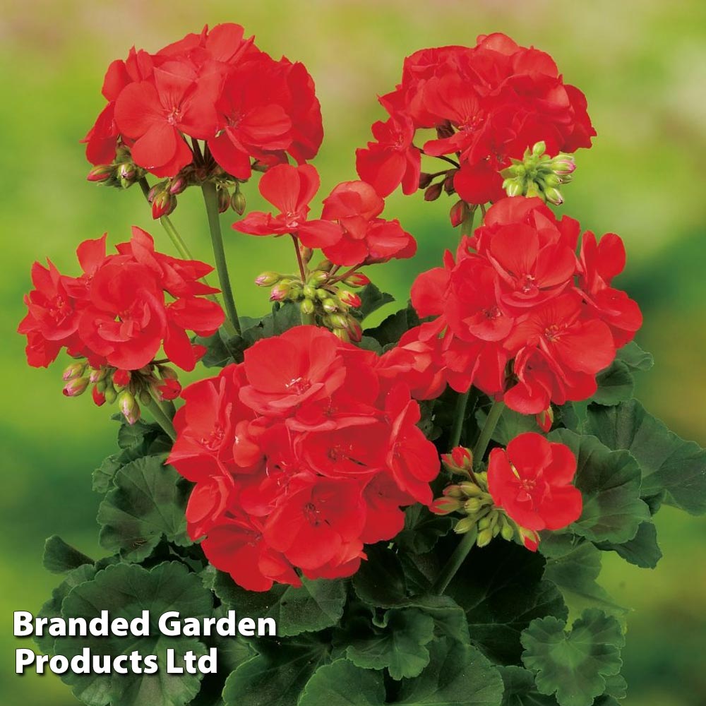 Geranium Grandeur Red Pre-Planted Pot image