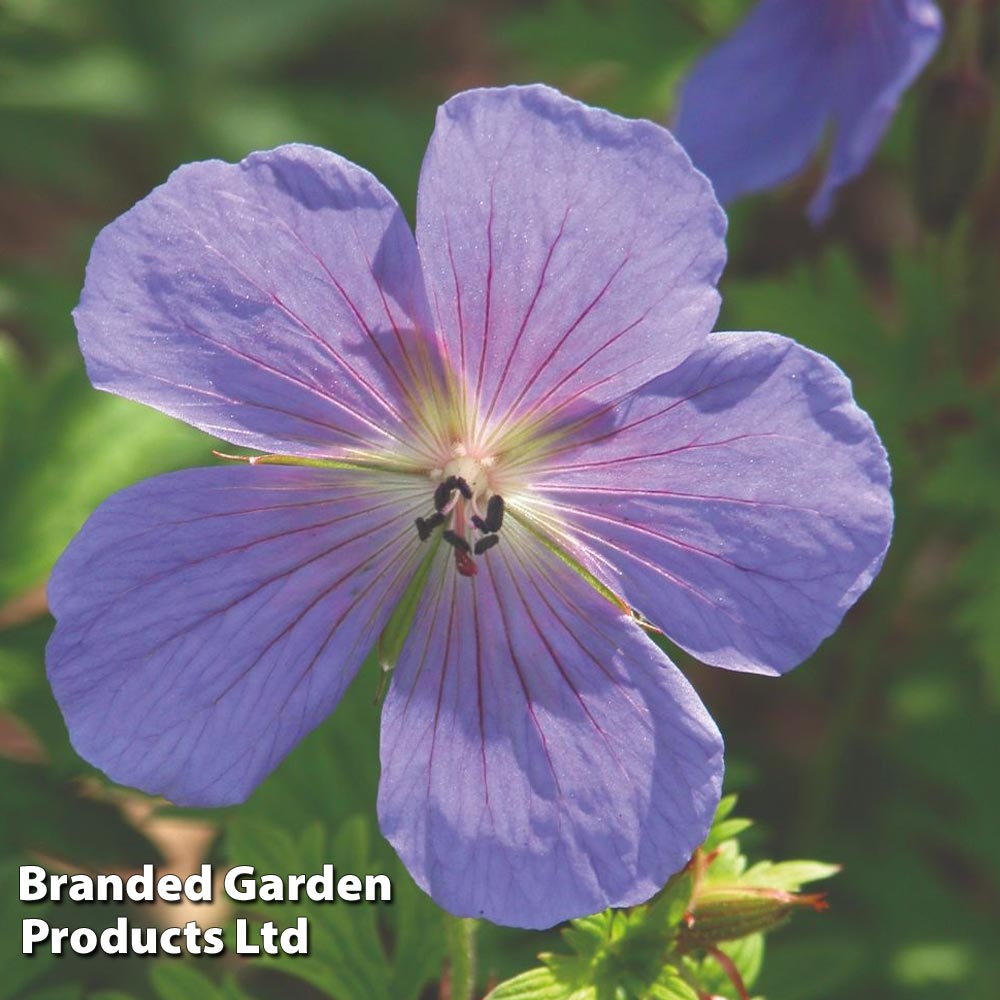 Geranium himalayense image