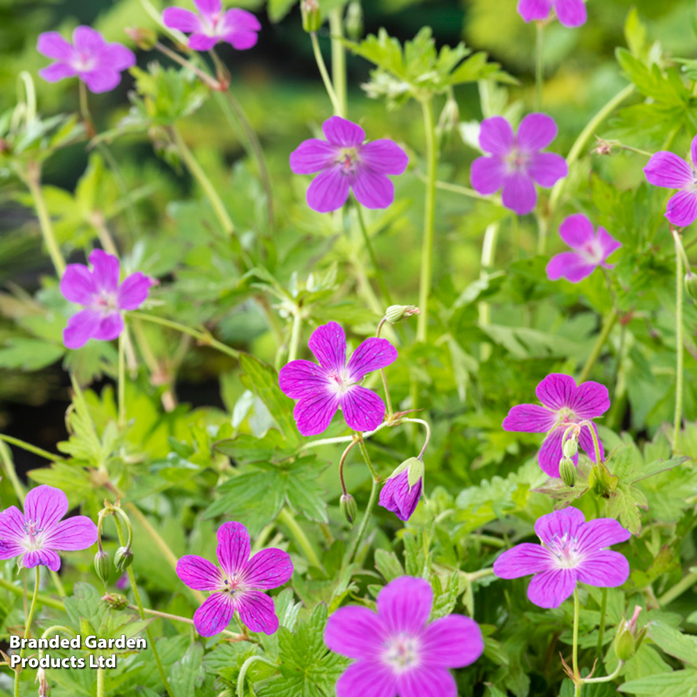 Geranium palustre (Marginal Aquatic) image