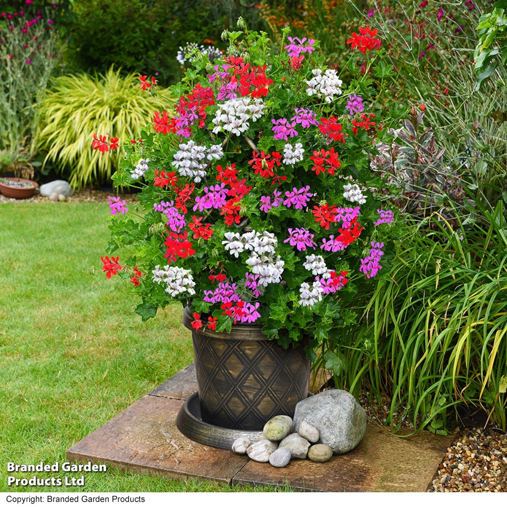 Geranium Trailing Collection image