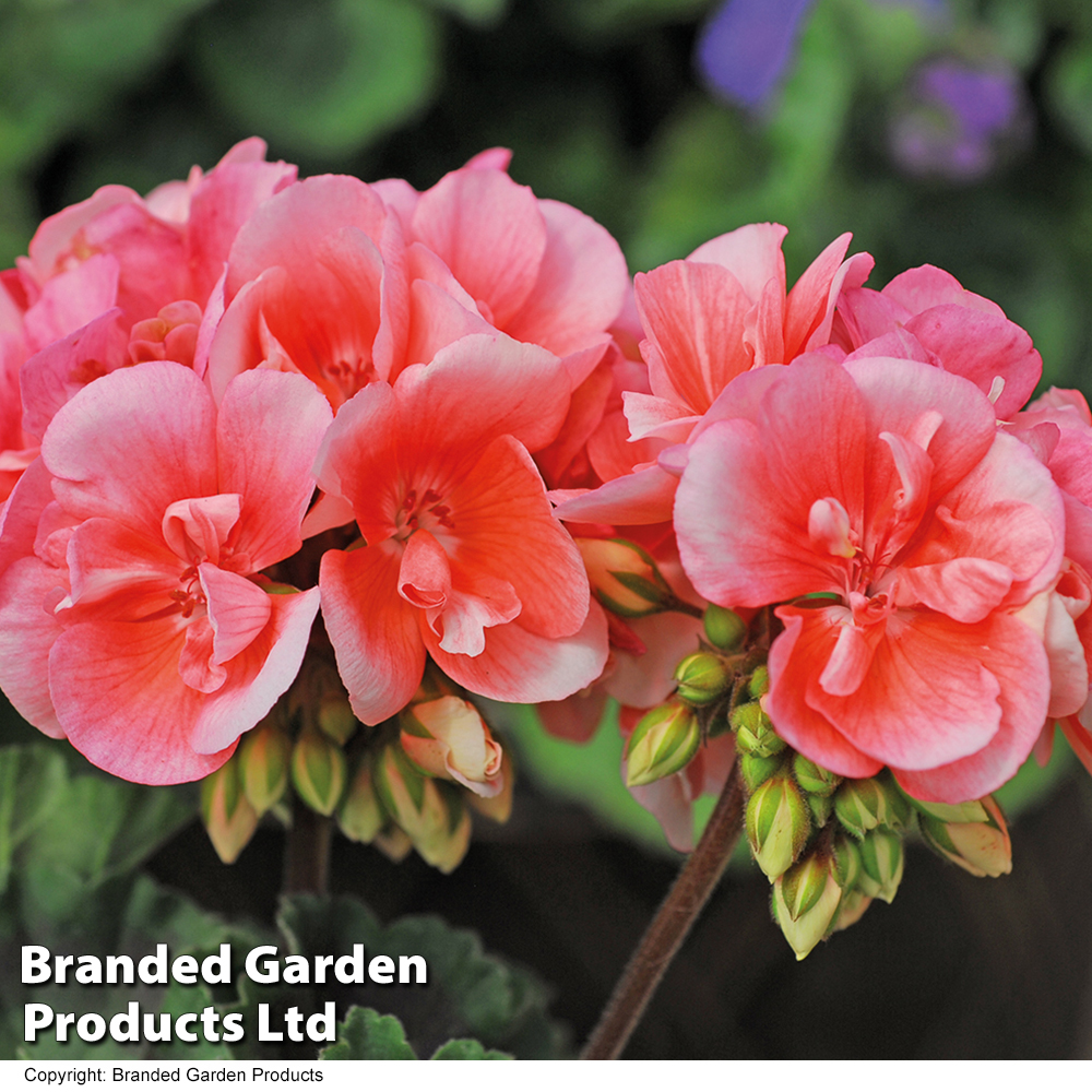 Geranium Giant 'Salmon Princess' image