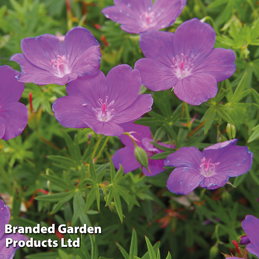 Geranium sanguineum image