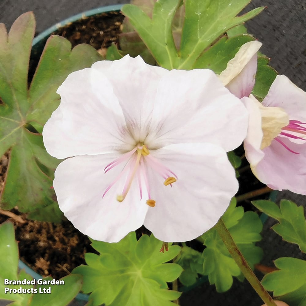 Geranium x cantabrigiense 'St Ola' image