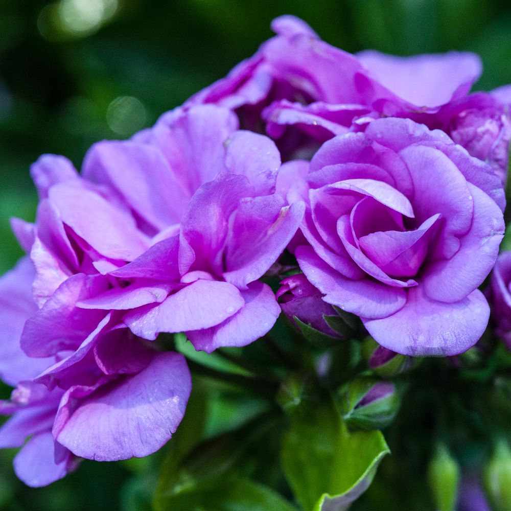 Geranium 'Blue Sybil' image