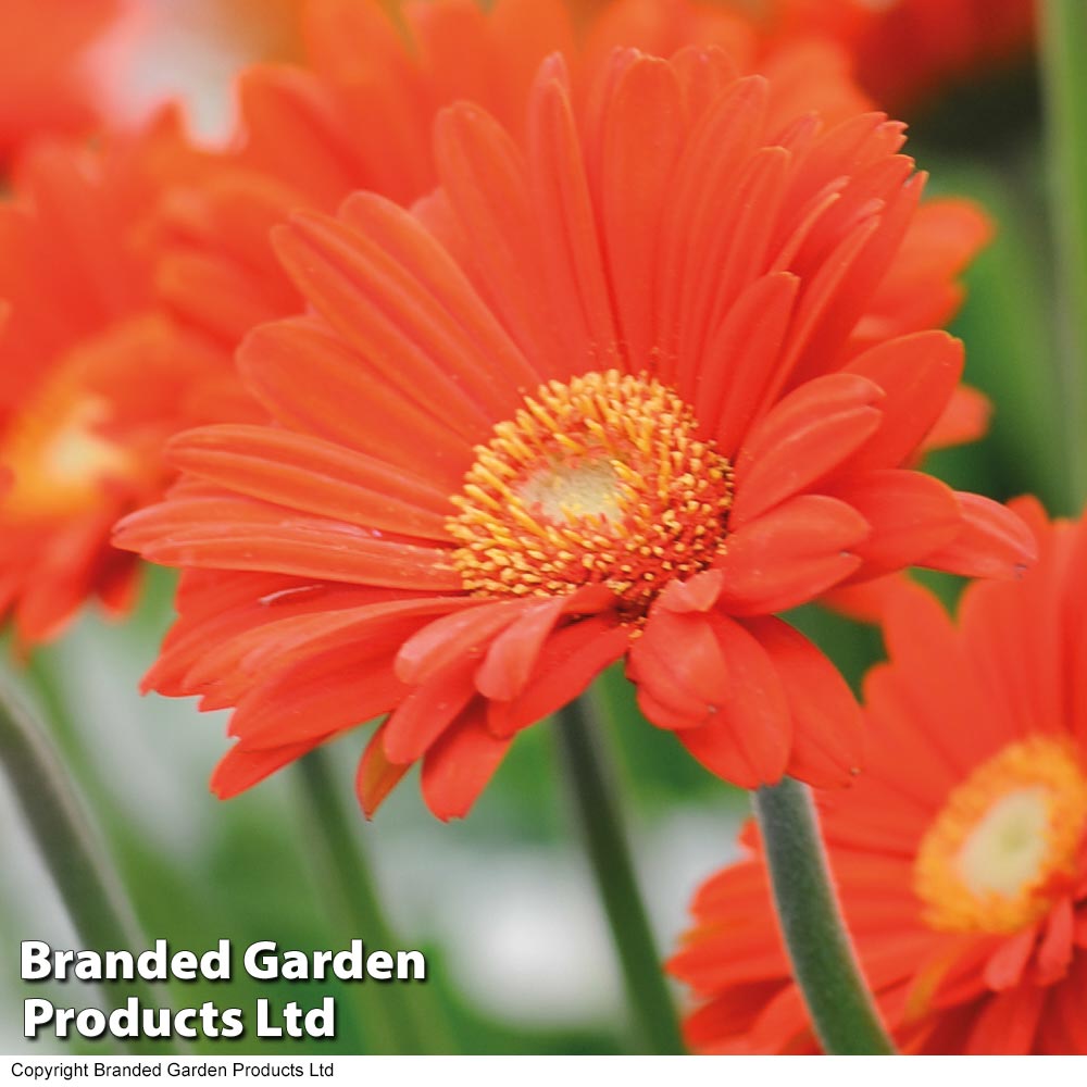 Gerbera 'Sweet Glow' image