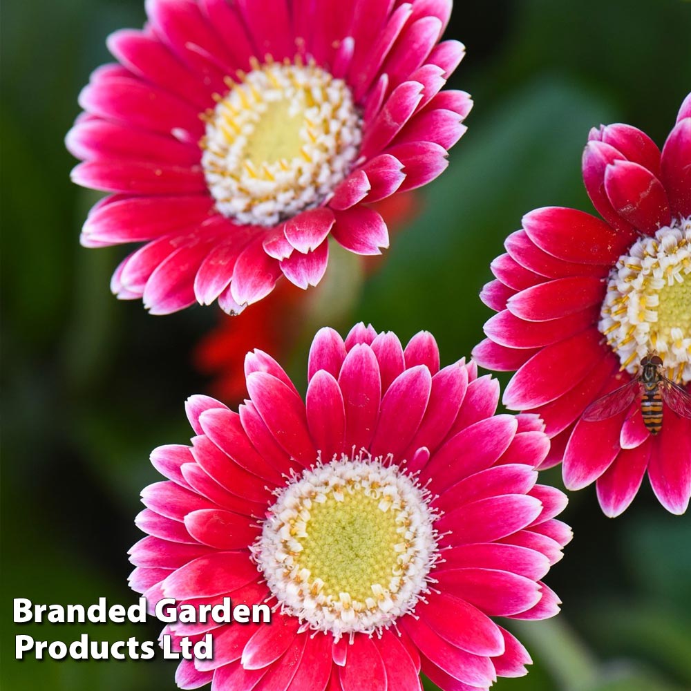 Gerbera garvinea 'Cheeky Magenta' at Dobies