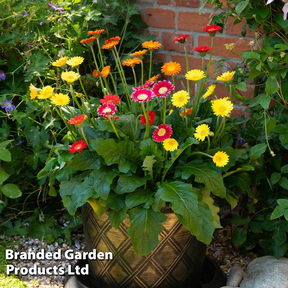 Gerbera garvinea 'Cheeky Collection' at Dobies