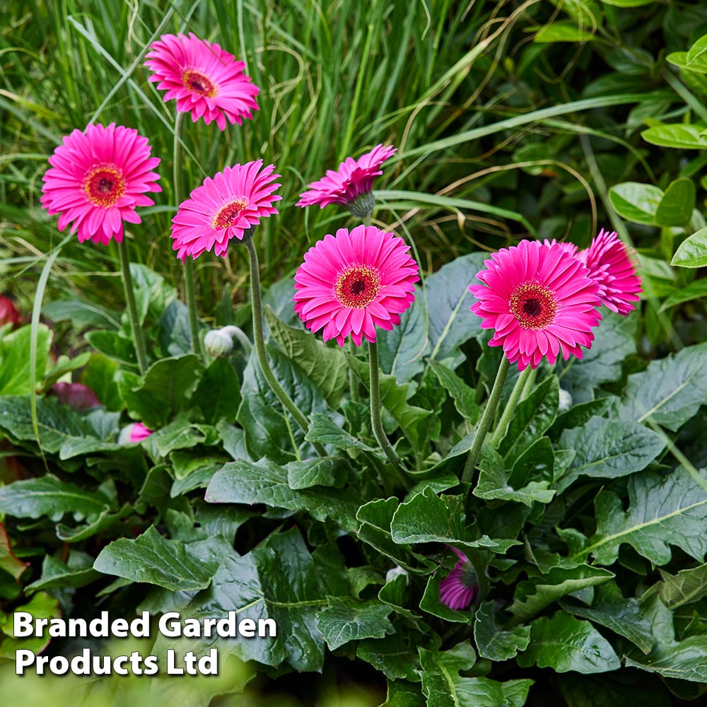 Gerbera 'Garvinea Sweet Sparkle' image