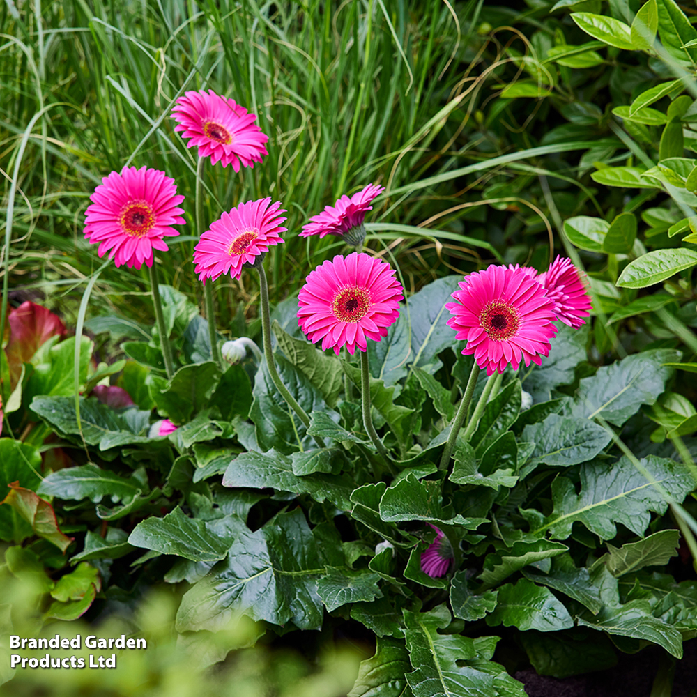 Gerbera 'Garvinea Sweet Sparkle' image