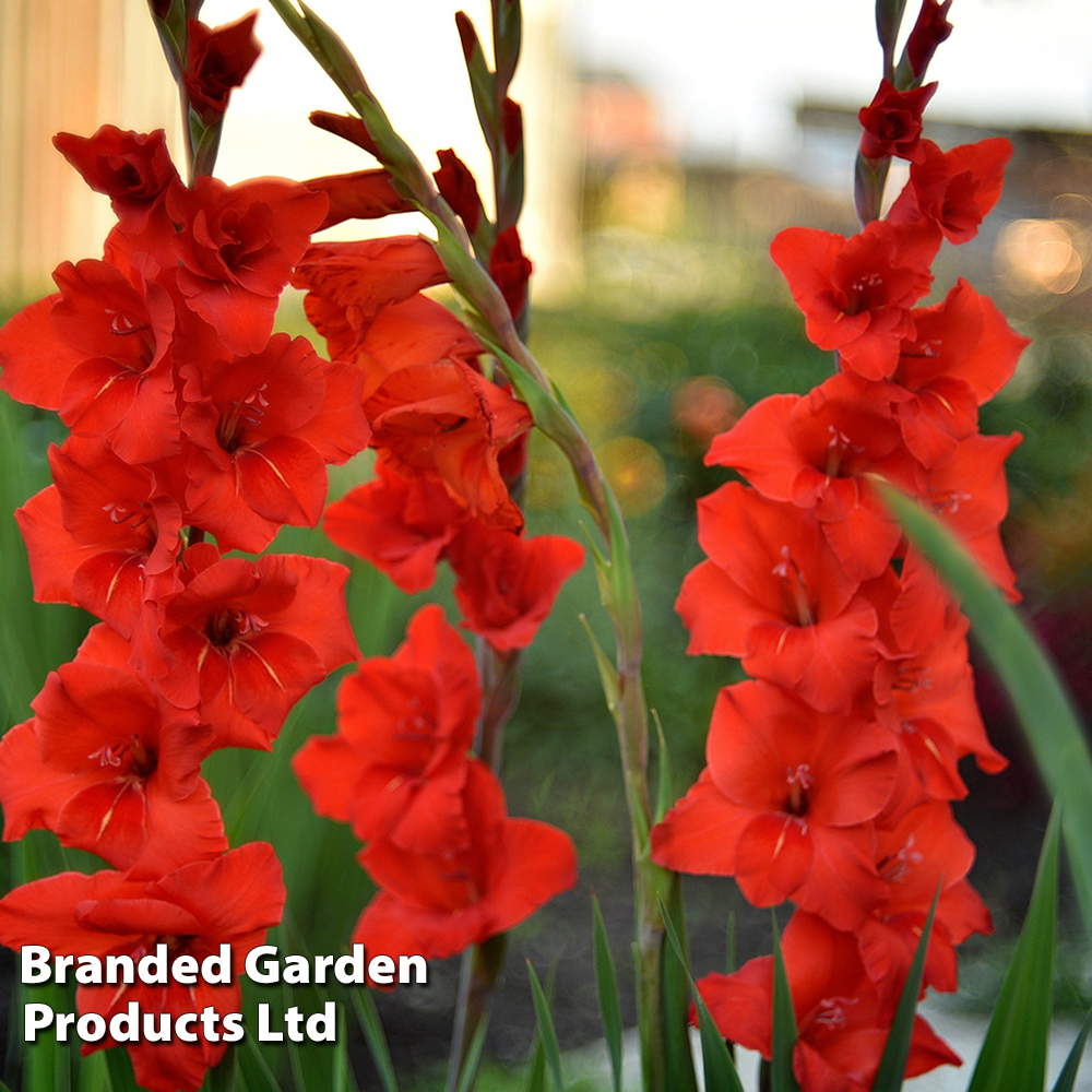 Gladiolus 'Brown Sugar' image