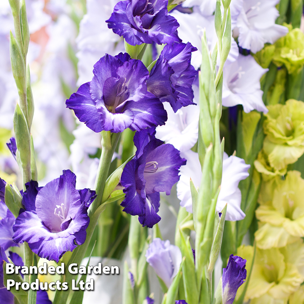 Gladiolus 'Tango' image