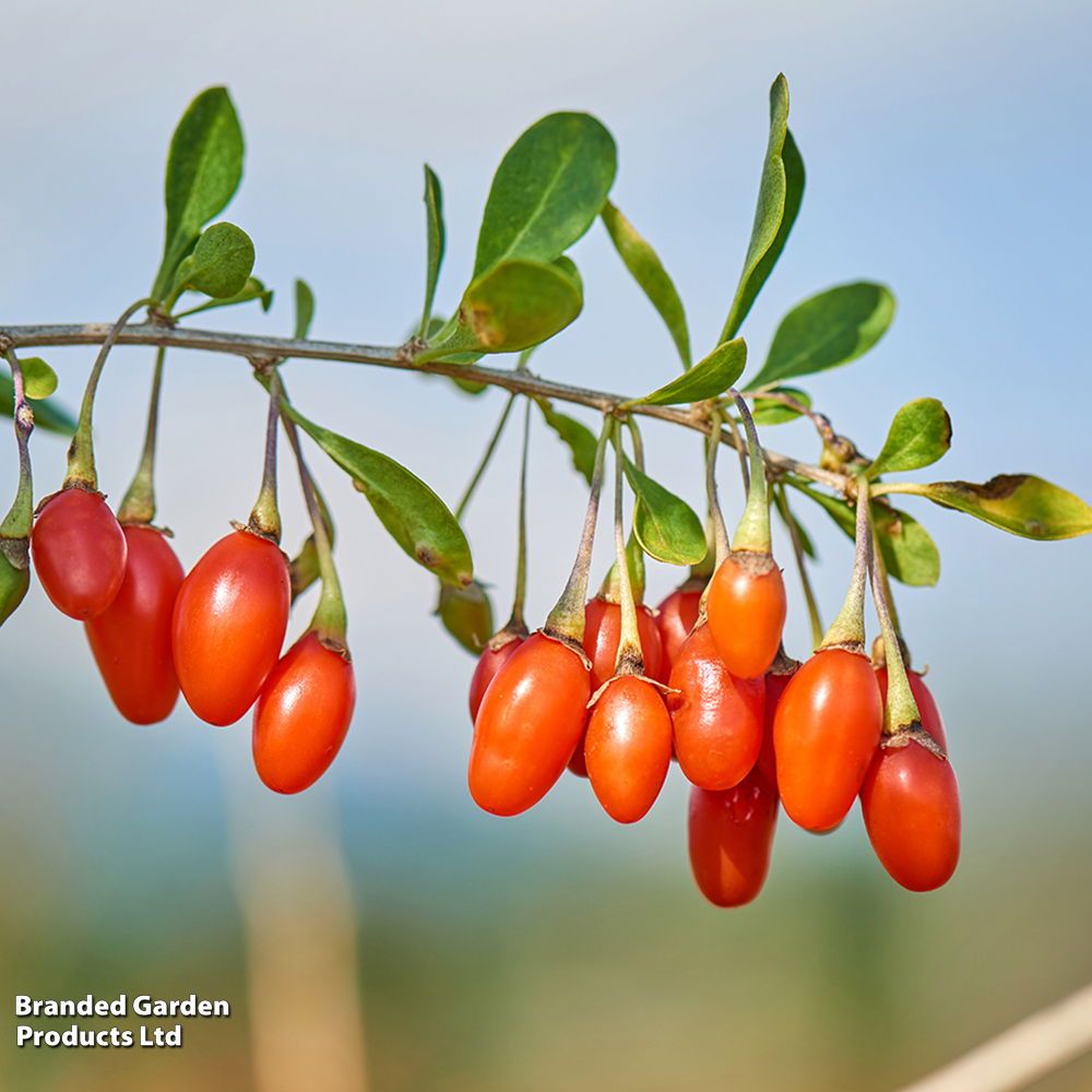 Goji Berry 'Big Lifeberry' image