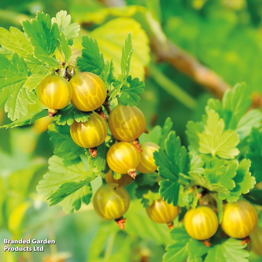 Gooseberry 'Giggles Gold' image