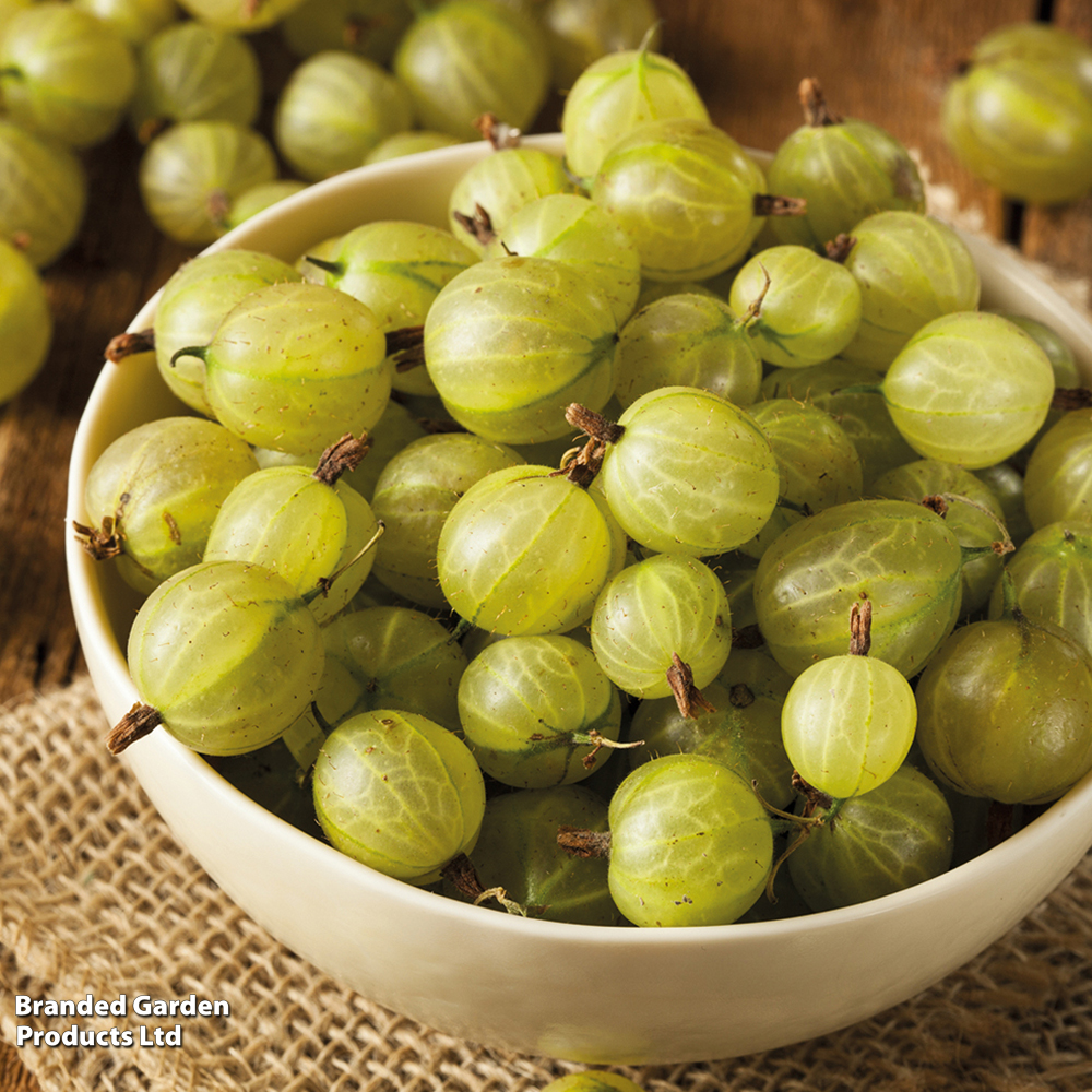 Gooseberry 'Giggles Green' image