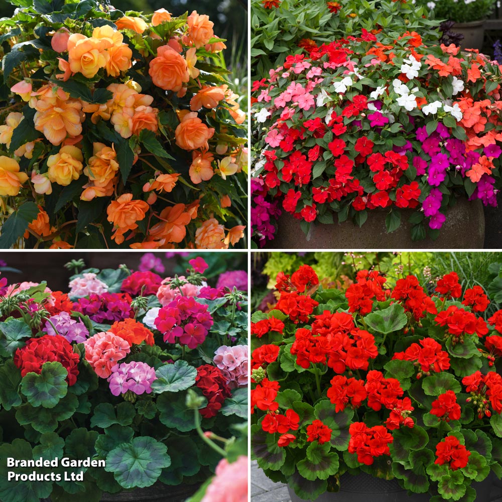 Garden Ready Favourites Collection image