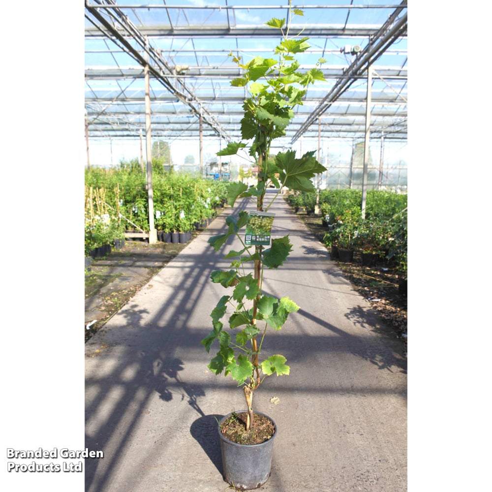 Grape 'Arkadia' image