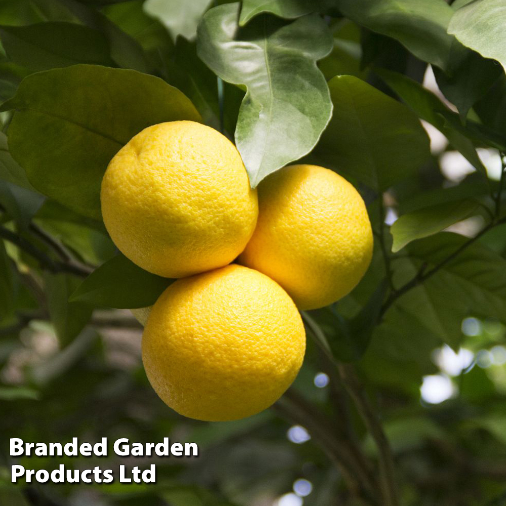 Grapefruit Plant image