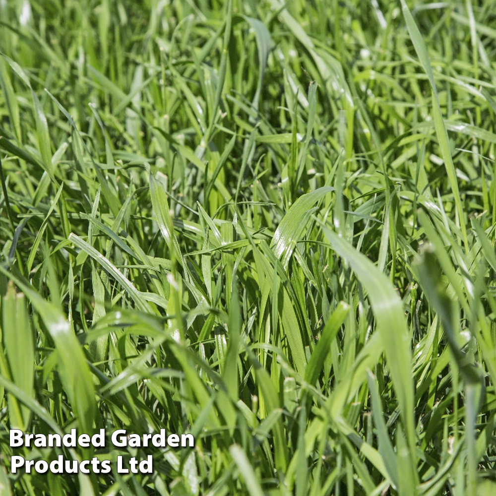 Hungarian Grazing Rye - Green Manure Seeds image