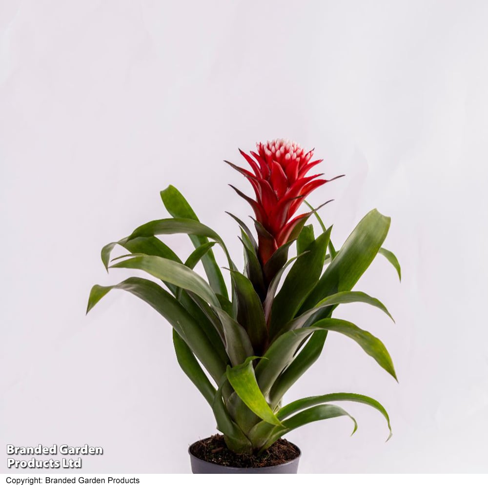 Guzmania 'Hope' | Dobies