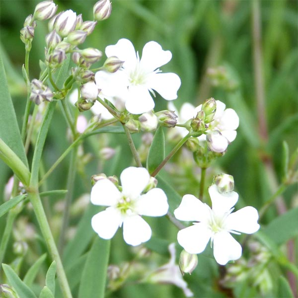 Gypsophila repens 'White' image