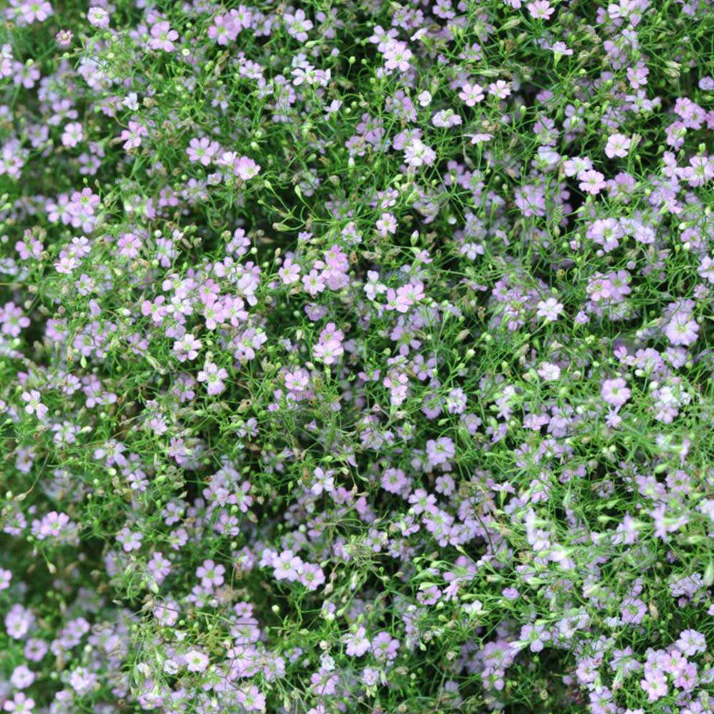 Gypsophila repens 'Rosea' image