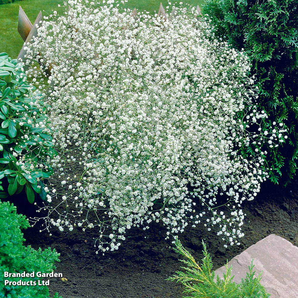 Gypsophila paniculata (Single White) image