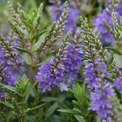 Hebe 'Garden Beauty Blue' image