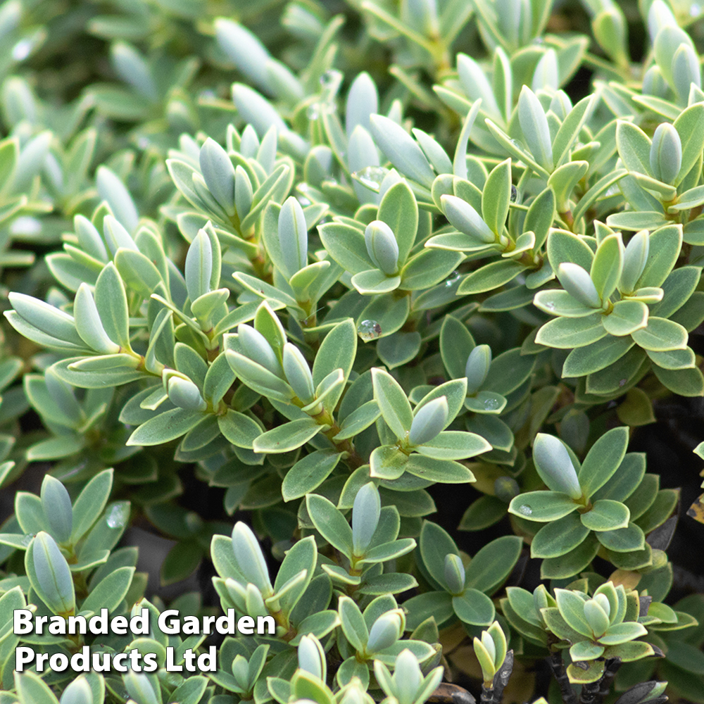 hebe Hebe topiaria | Dobies