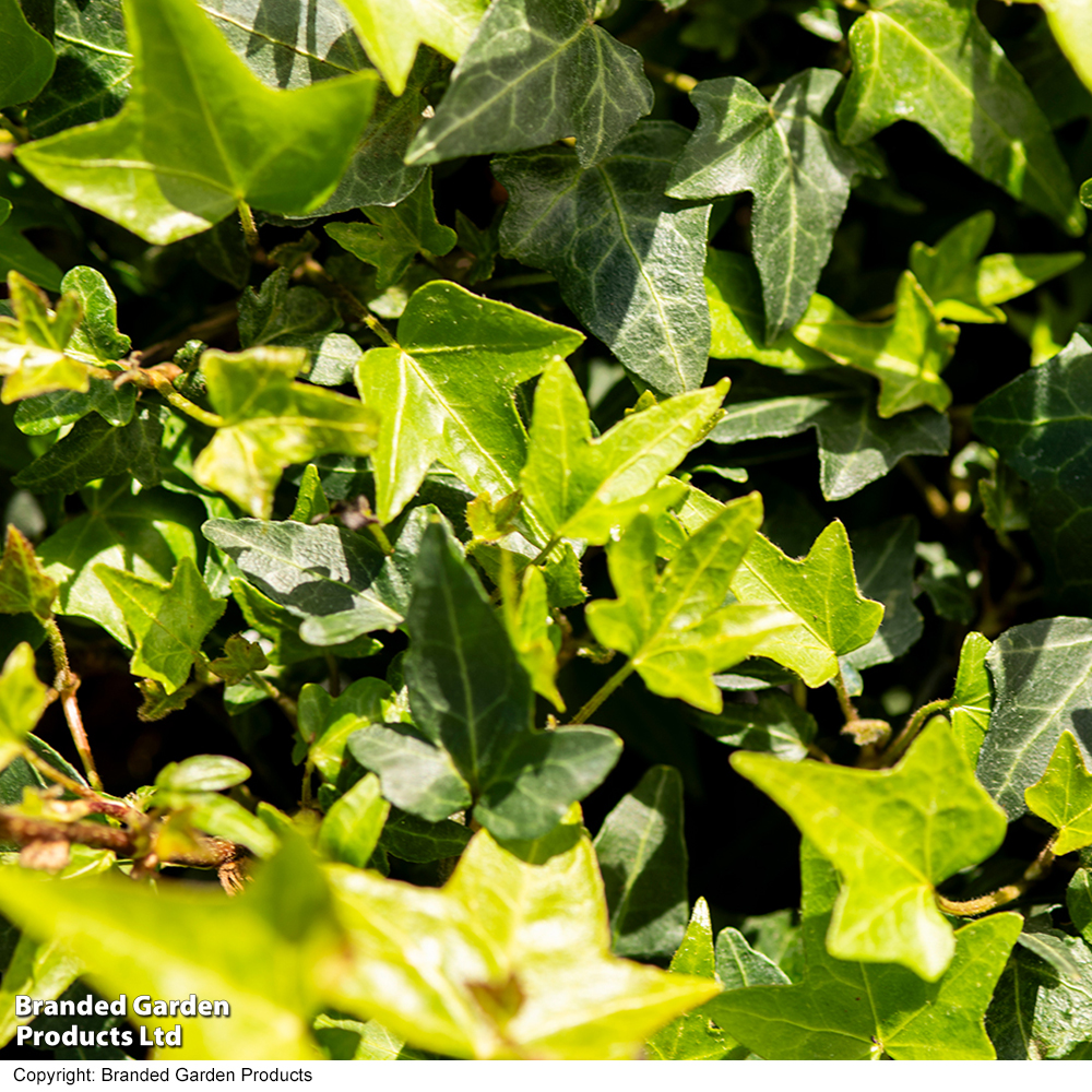 Hedera 'Green Shamrock' image