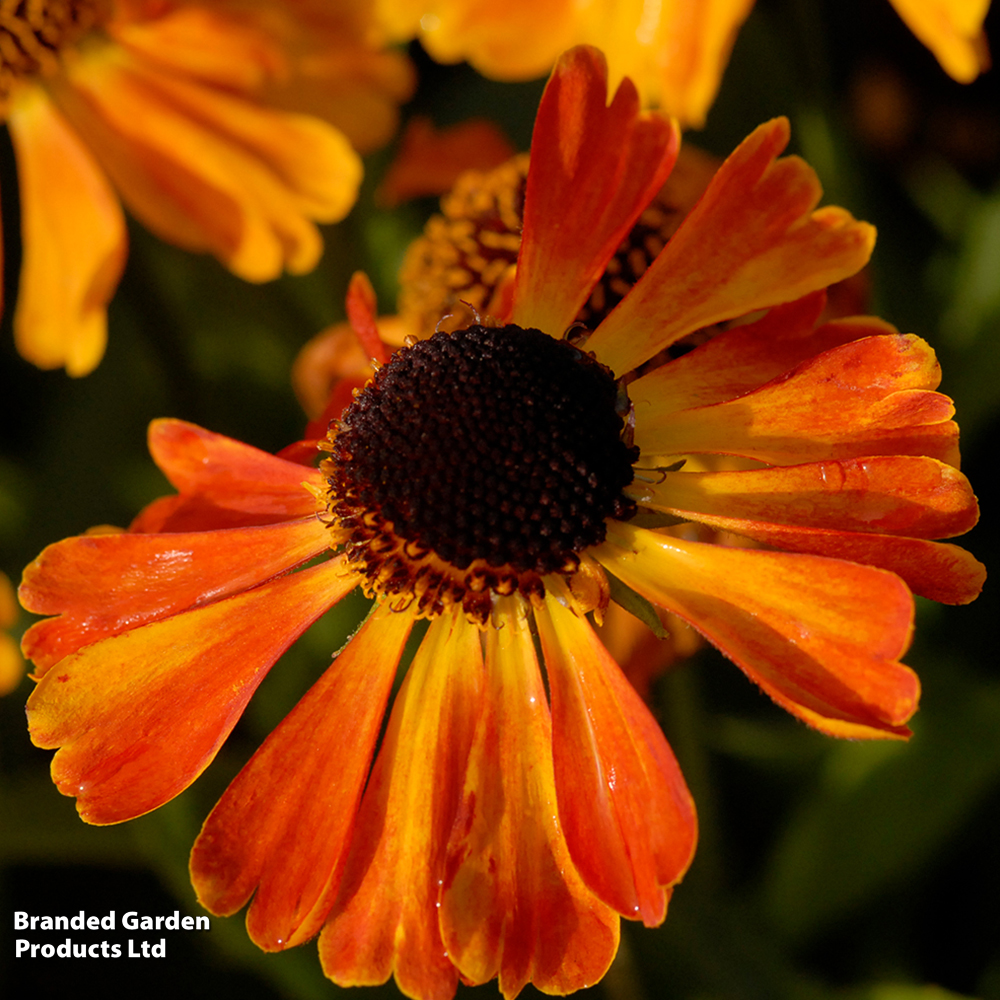 Helenium 'Mardi Gras' image