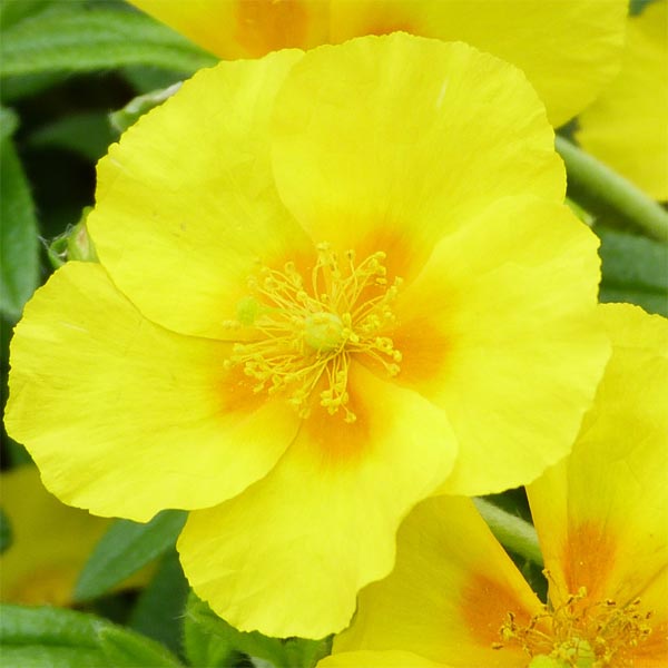 Helianthemum 'Golden Queen' image