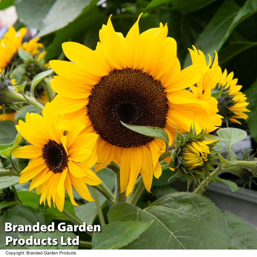 Sunflower 'Dancing Sun' image