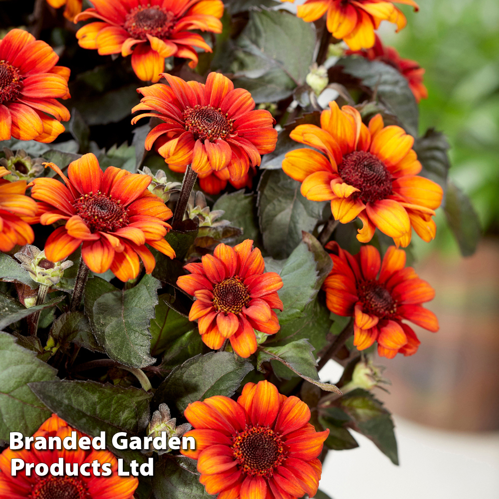 Heliopsis 'Luna Roja' image