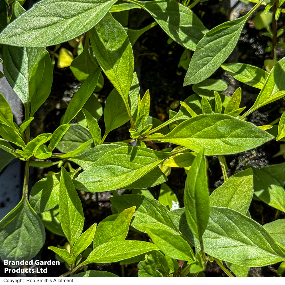 Basil 'Basilicious Thai-Zing' F1 - Seeds image