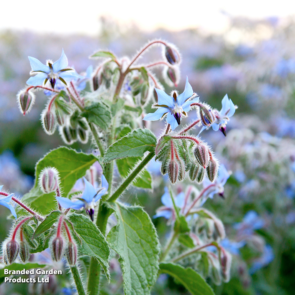 Borage - Organic Seeds image