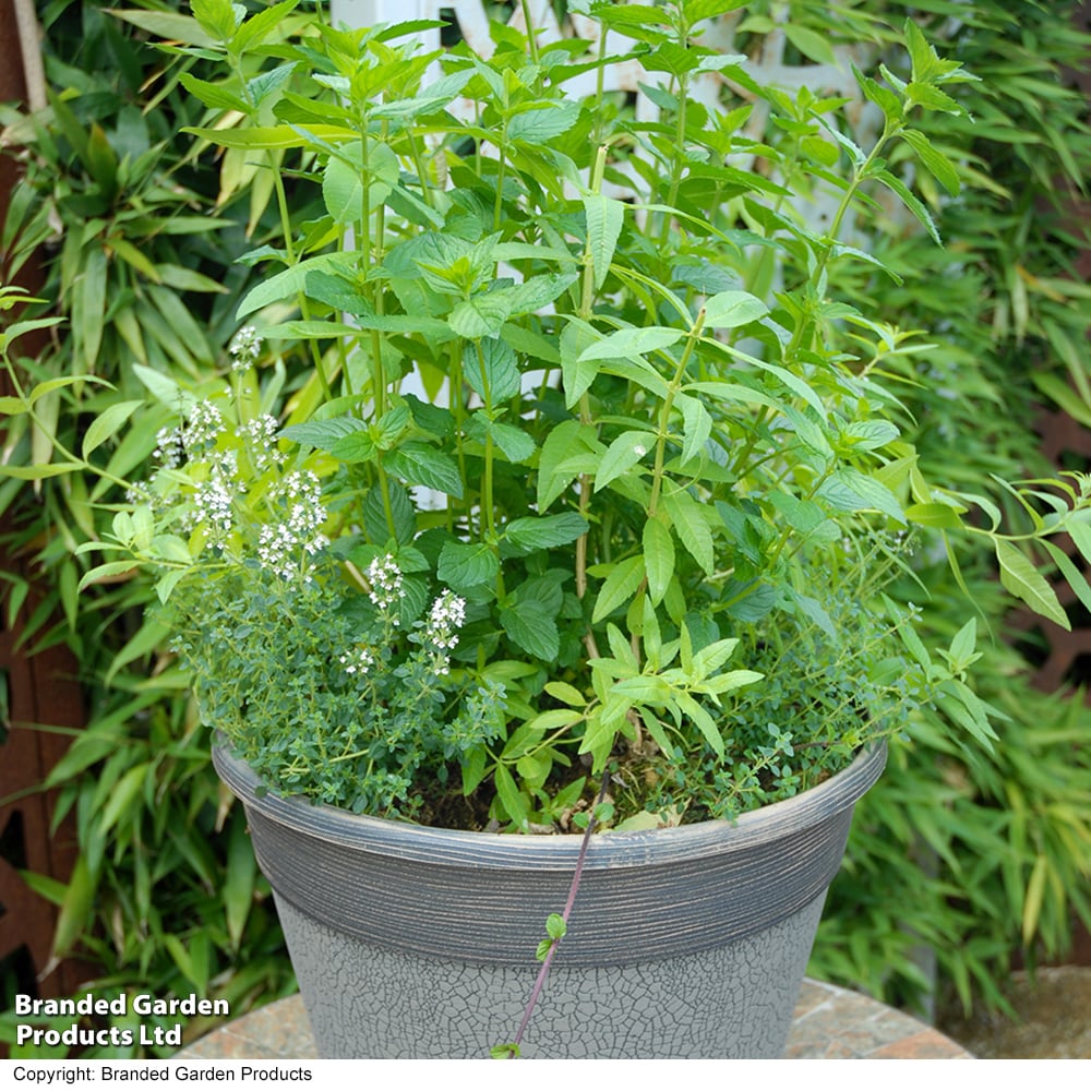 Nurserymans Choice 'Herb Fusion' image