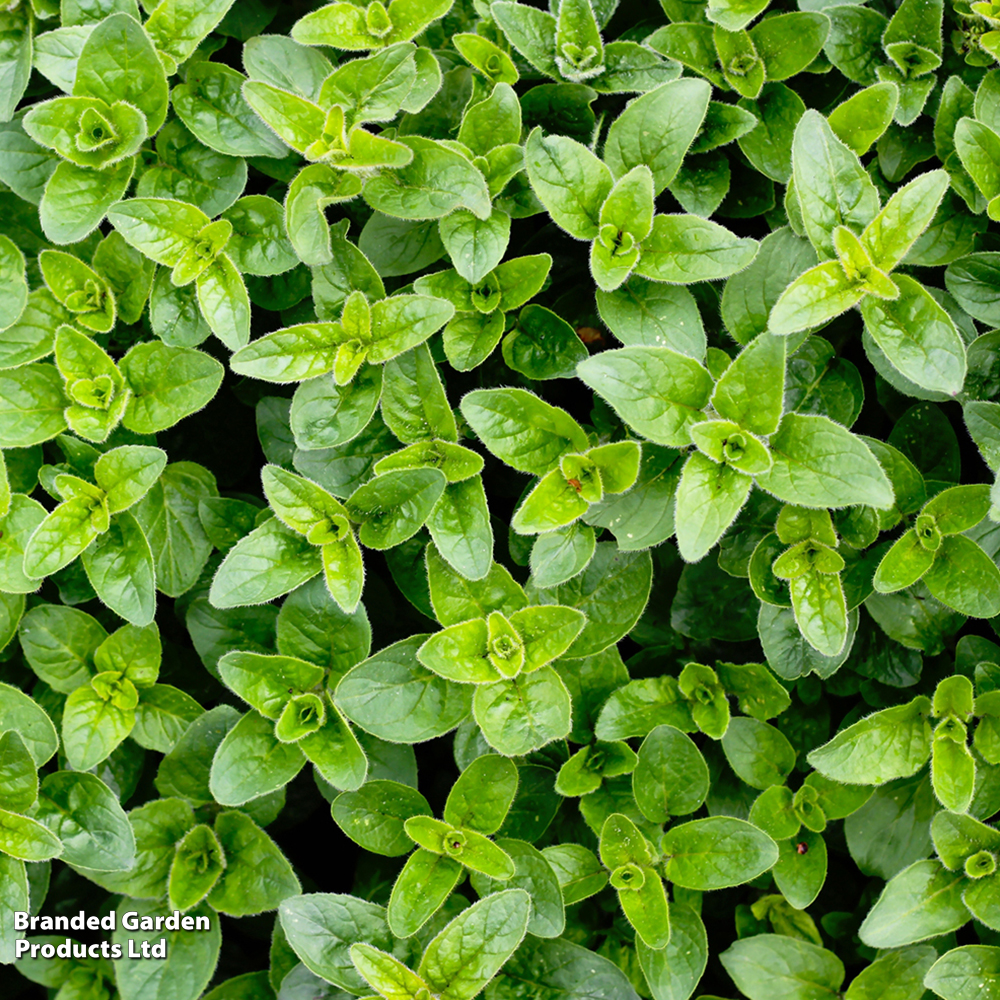 Oregano - Herb Seeds image
