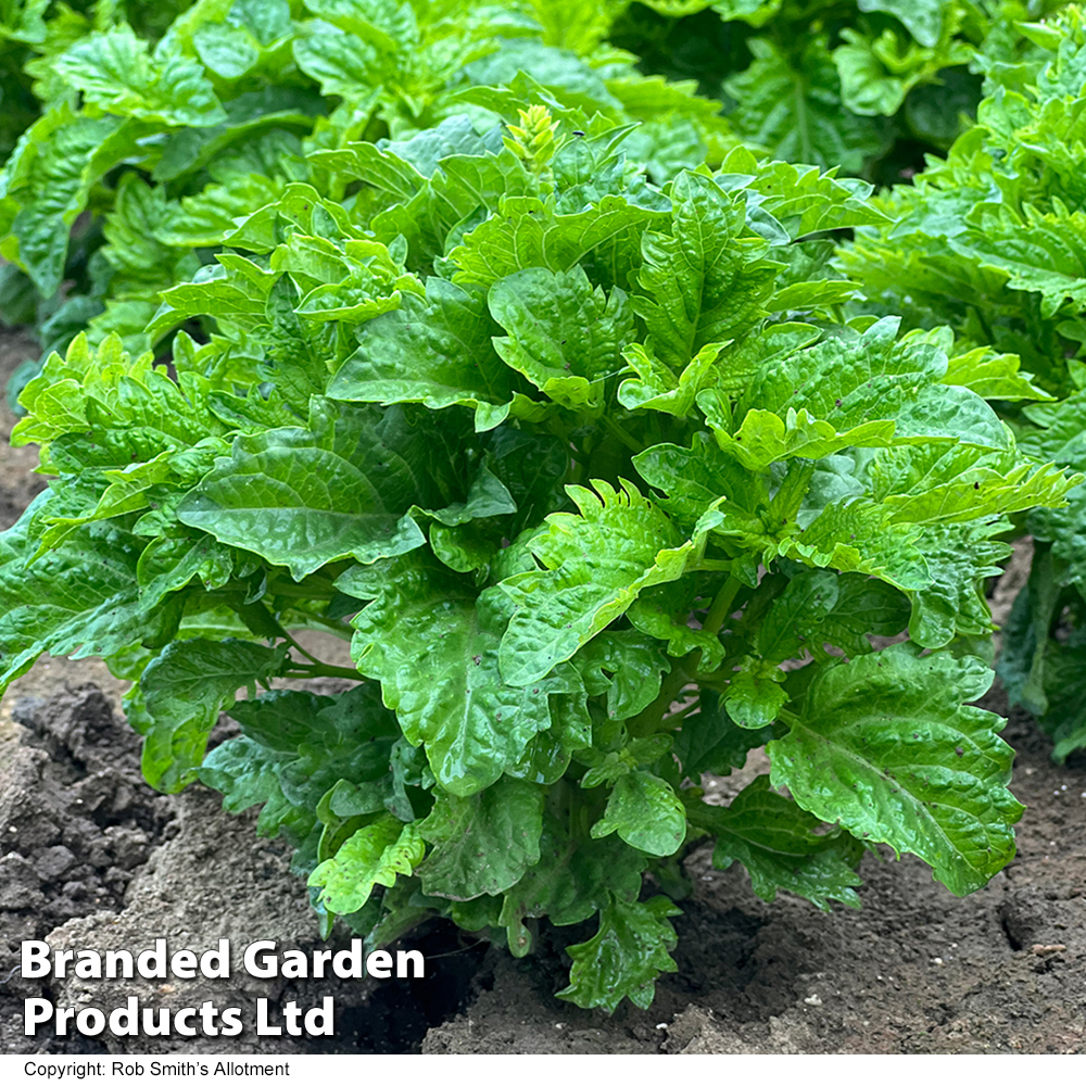 Basil 'Spicy Sabre' - Seeds image