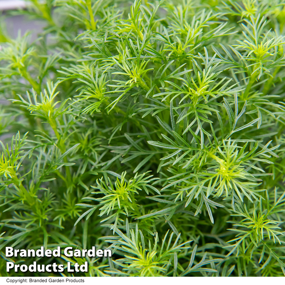 Tagetes 'Dropshot' - Seeds image