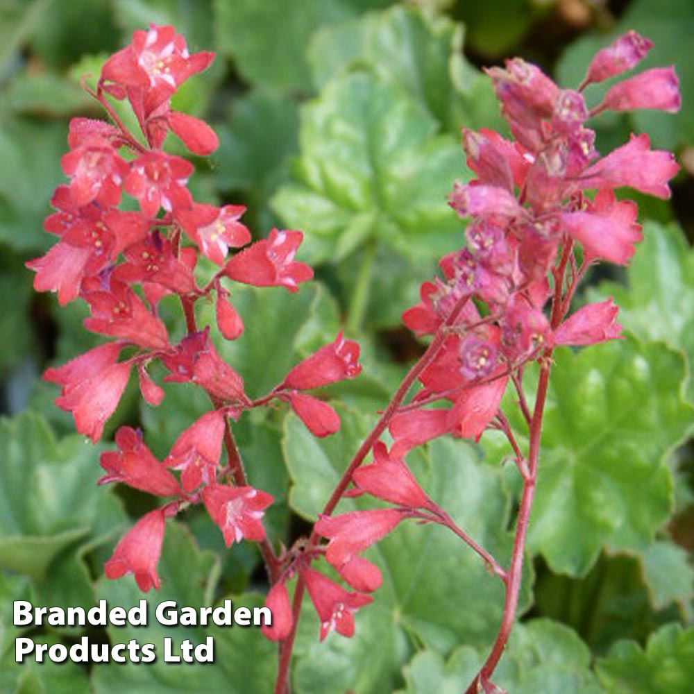 Heuchera 'Bressingham Hybrids' image