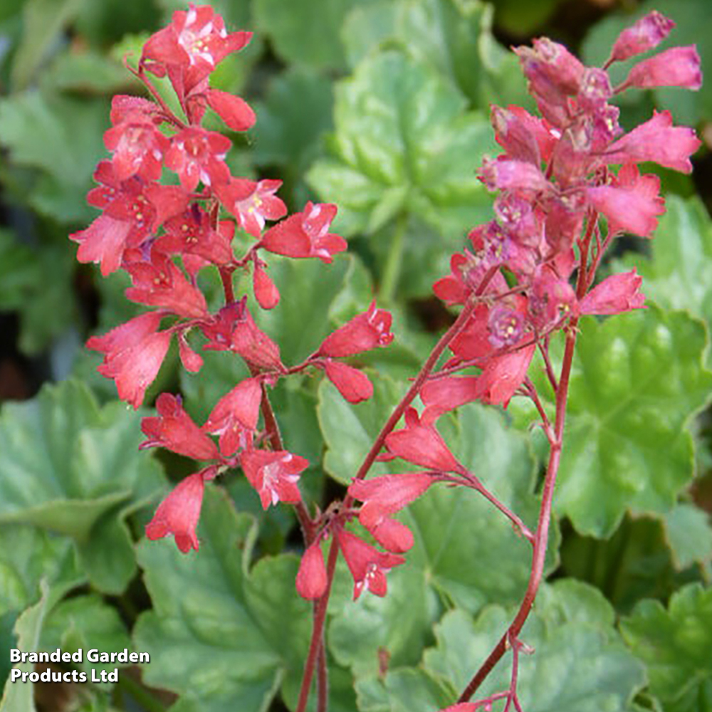 Heuchera 'Bressingham Hybrids' image