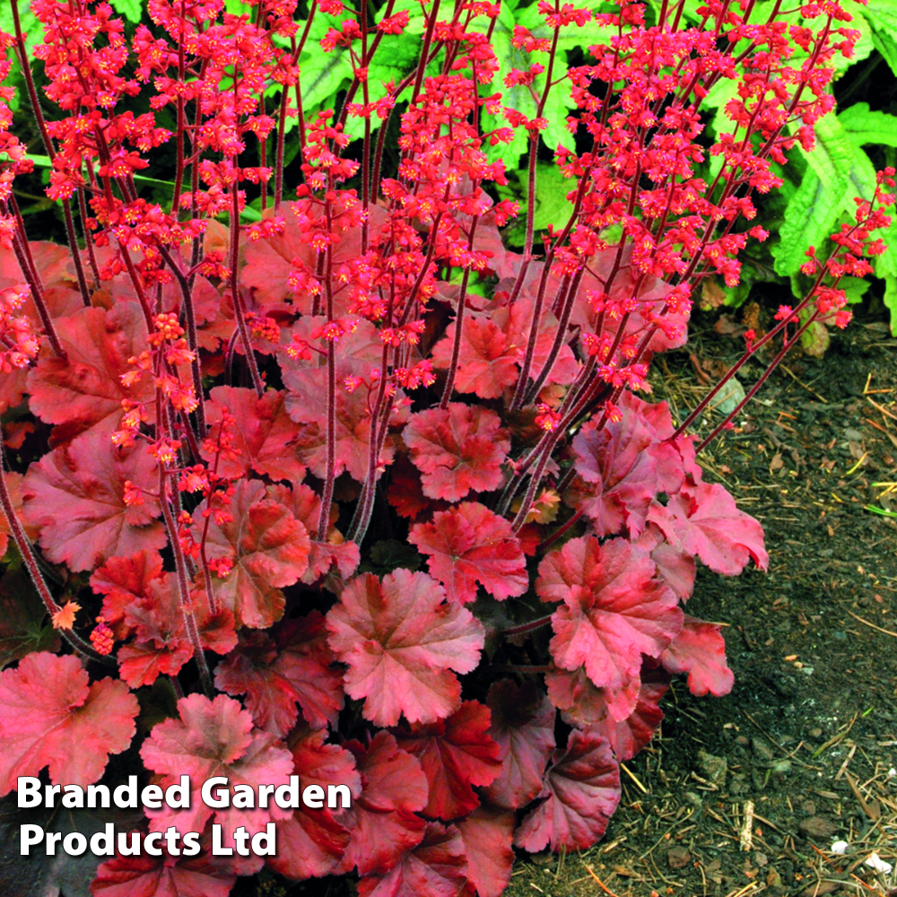 Heuchera 'Cherry Cola' from Dobies