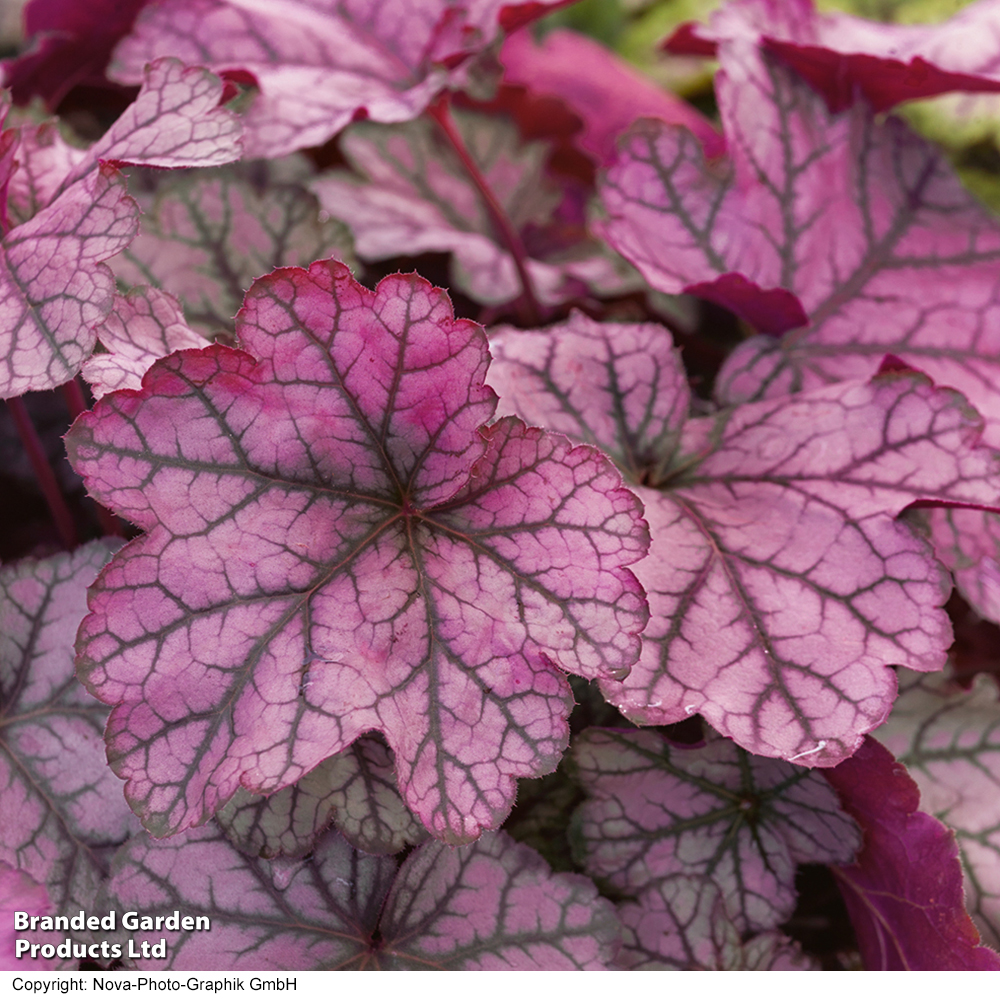 Heuchera 'Forever Purple' image