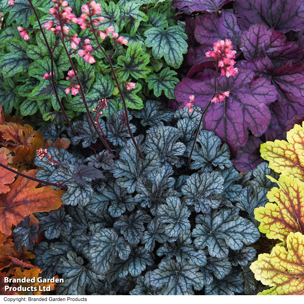 Heuchera 'Mosaic' image