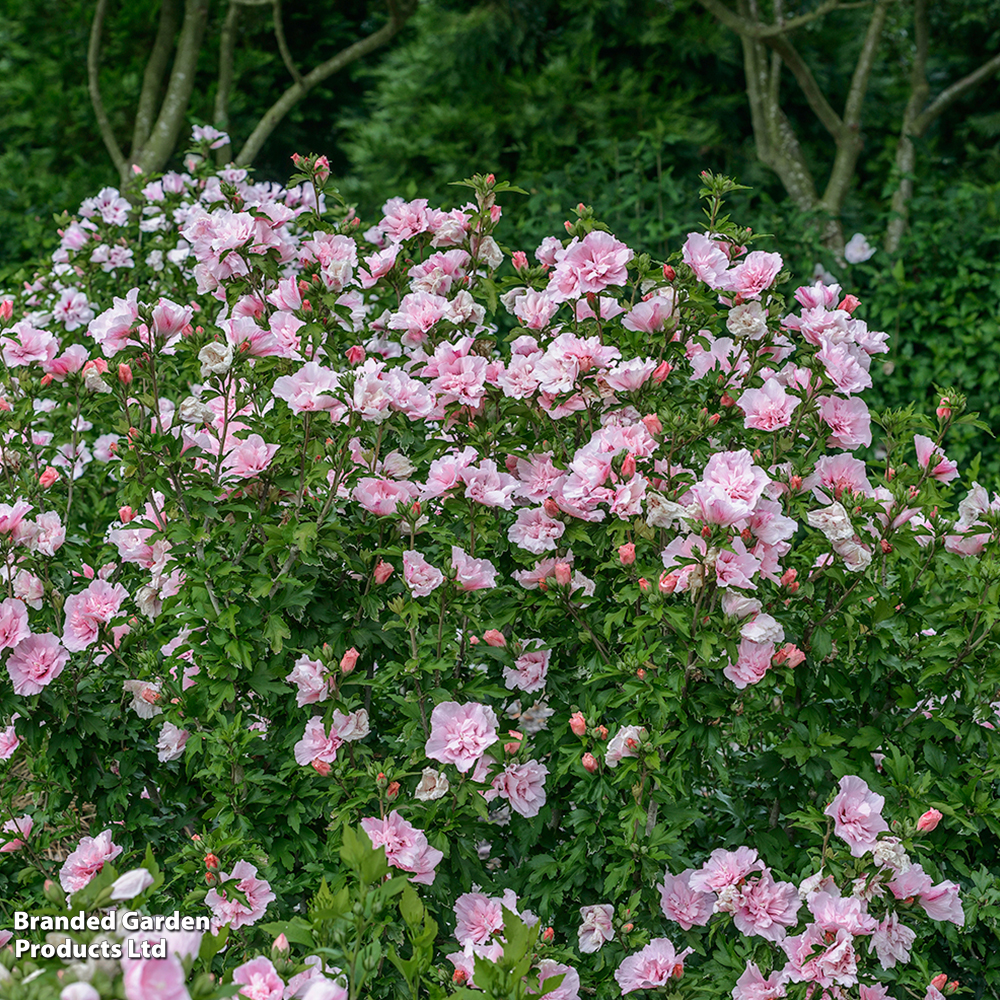 Hibiscus syriacus 'Pink Chiffon' image