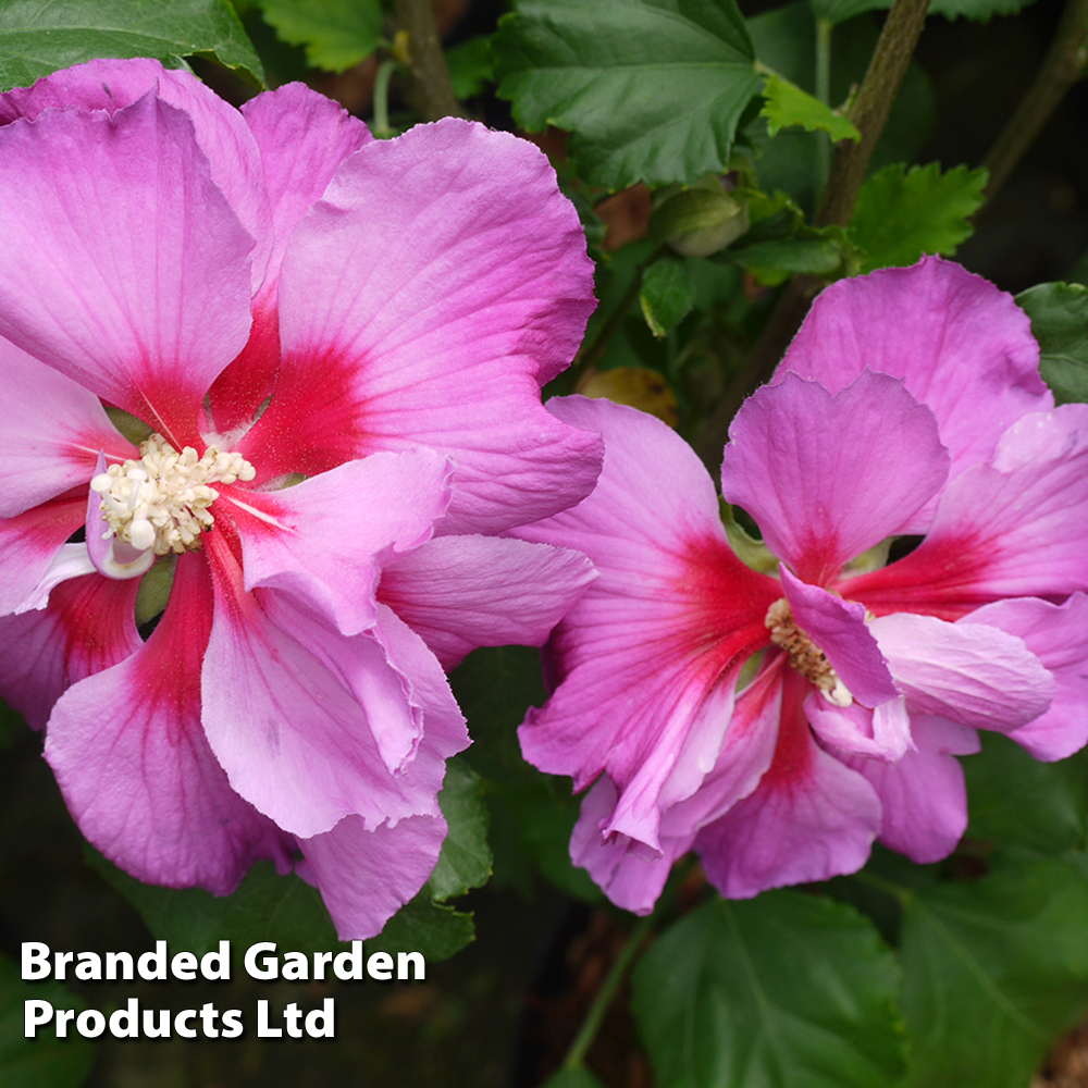 Hibiscus 'Walberton?s® Rose Moon' image