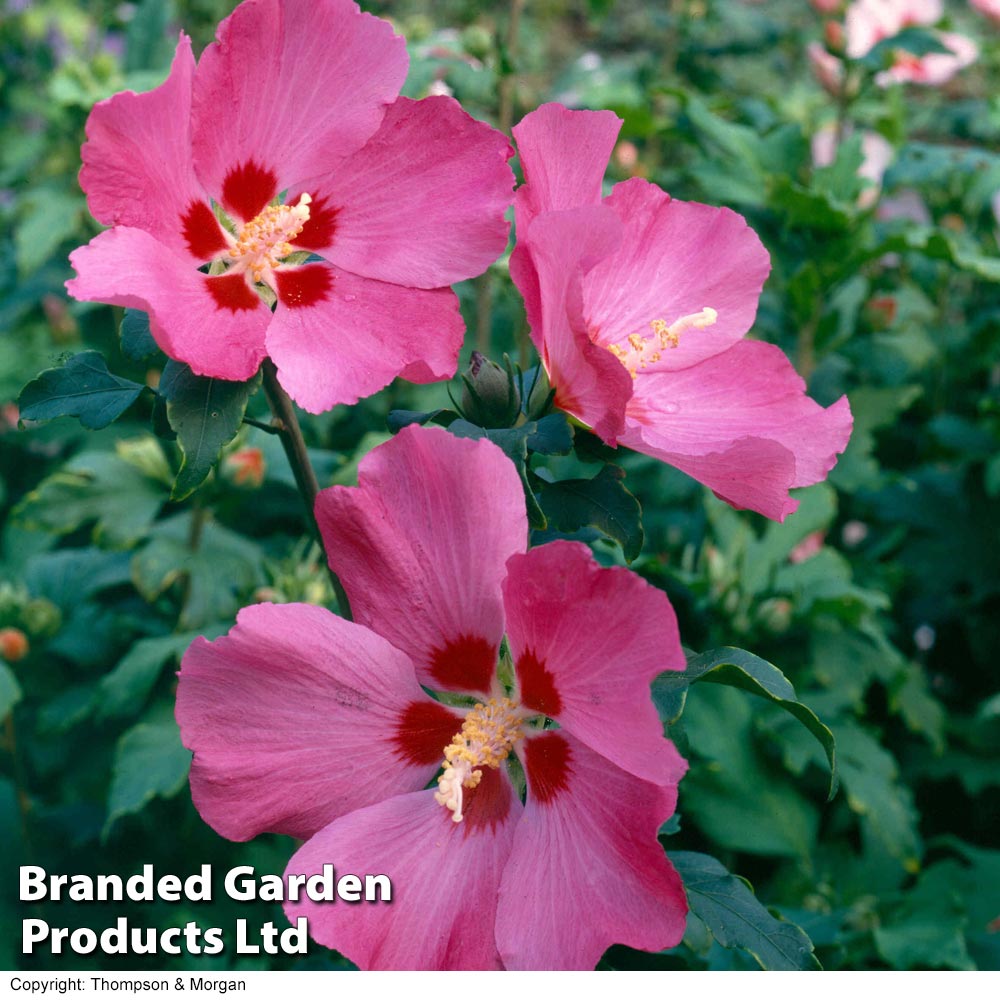 Hibiscus woodbridge sales
