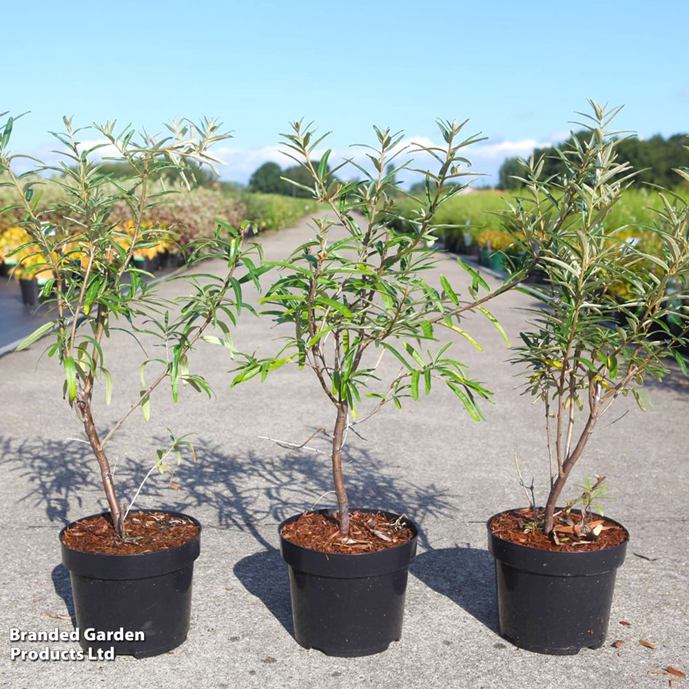 Hippophae rhamnoides 'Botanika' image