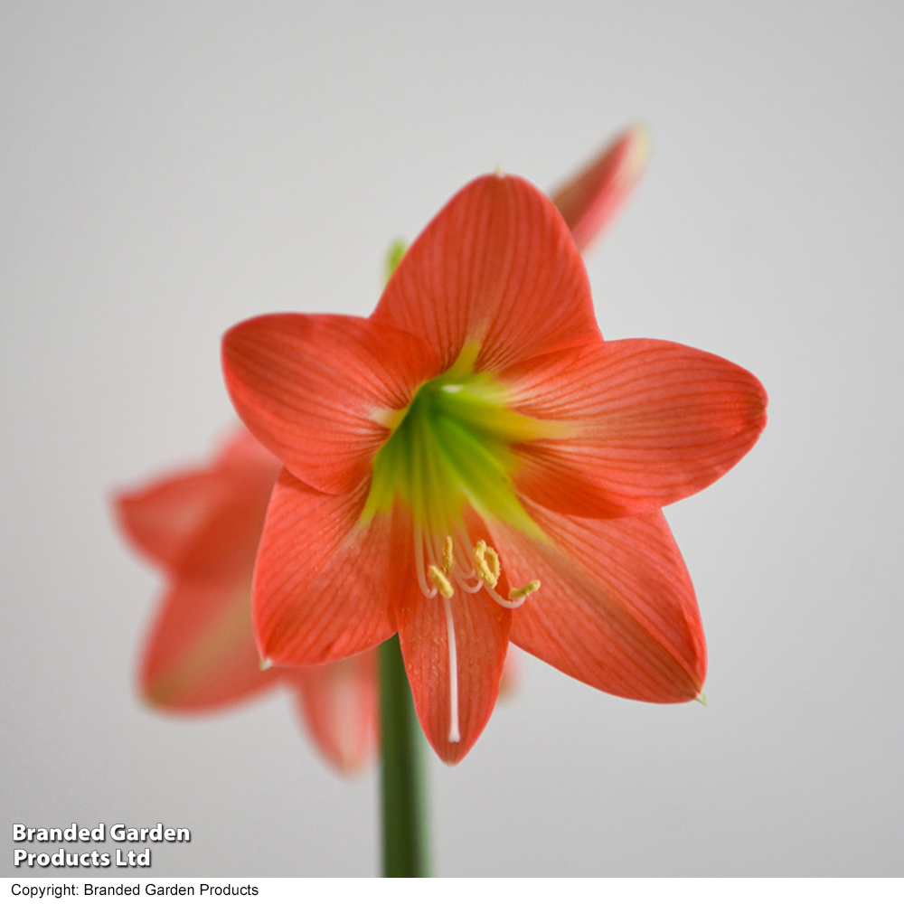 Amaryllis hippeastrum 'Colibri Rascal' | Dobies