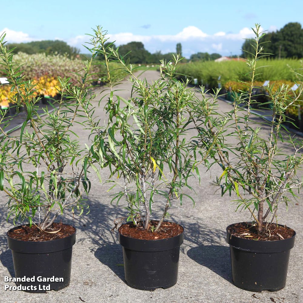 Hippophae rhamnoides 'Hergo' image